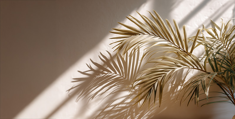 Minimal botanical decor symbolizing Bogat’s clean and calming aesthetic environment.