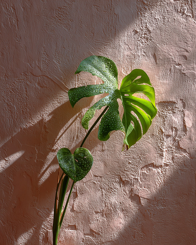 Green leaf in warm sunlight against a blush wall, symbolizing natural harmony and holistic wellness.