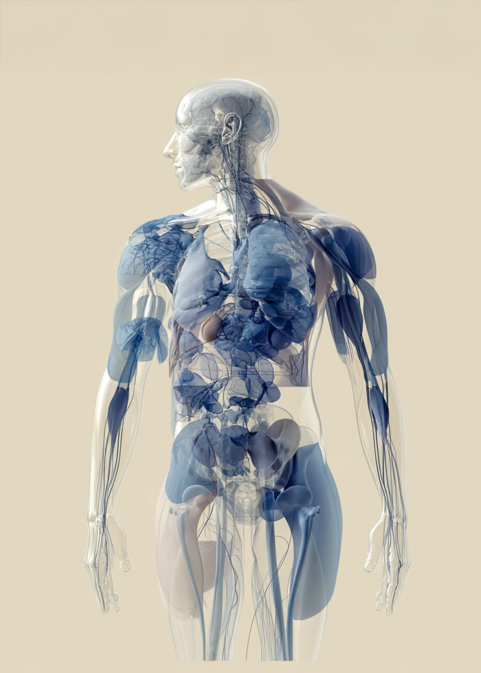 Anatomical illustration representing interconnected body systems evaluated in diagnostics.